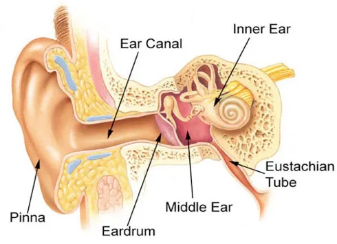 ear tube